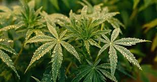 The Ultimate Guide to Gorilla Strain