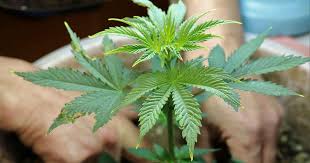 The Ultimate Guide to Gorilla Strain